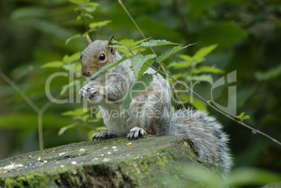 Grey Squirrel feeding