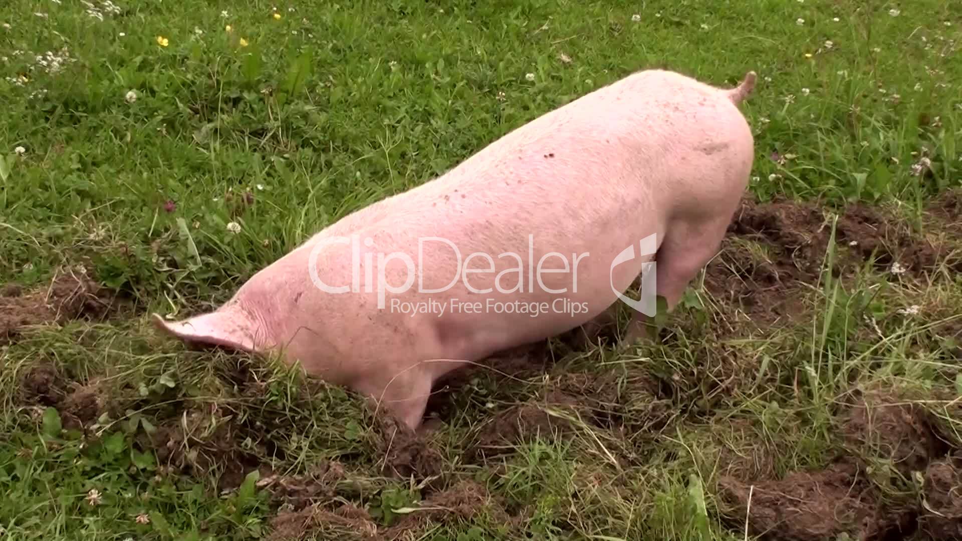 Hausschwein (Sus scrofa domestica): Lizenzfreie Stock Videos und Clips