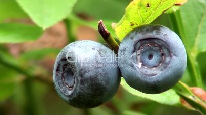 Heidelbeeren (Vaccinium)