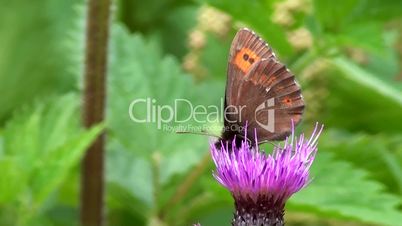 Schmetterling auf Distelblüte