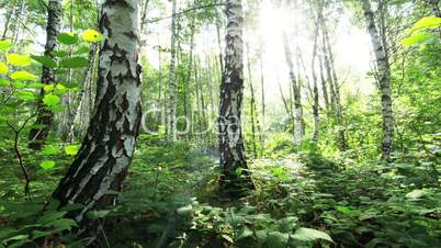 morning in a birch forest