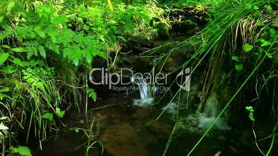 mountain stream in the forest