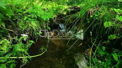 mountain stream in the forest