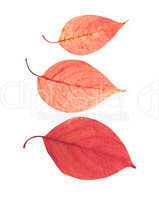 autumn leave isolated on white background