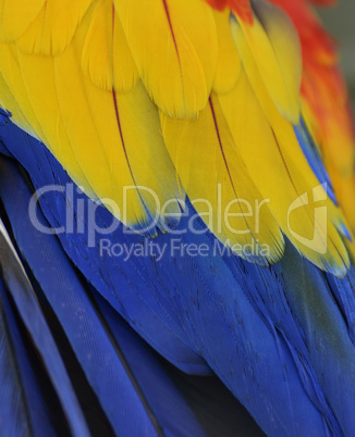 Parrot Feathers