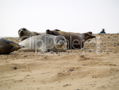 Seals on a beach