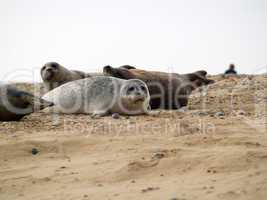 Seals on a beach