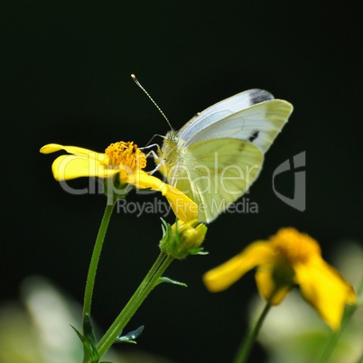 Schmetterling