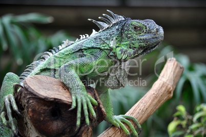 Grüner Leguan