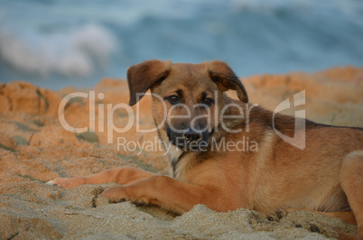 junger Hund am Strand