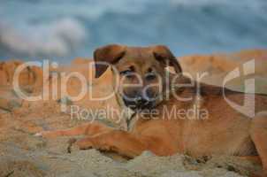 junger Hund am Strand