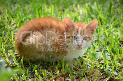 kleine Katze sitzt im Gras