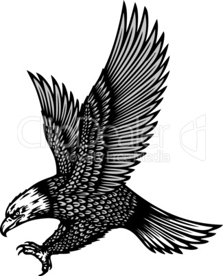 eagle vector illustration