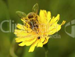 Honey Bee Closeup on Wild Yellow Flower