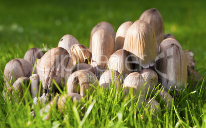 Cluster of Mushrooms on Grass Lawn Taken at Low Angle with Shall