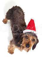Dachshund Looking up at Camera in Santa Hat Isolated on White