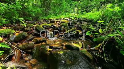 mountain stream in the forest