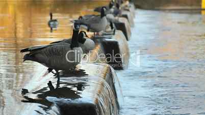 Flock of Canadian geese