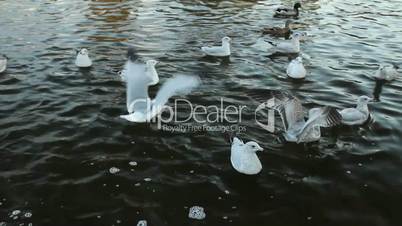 Seagulls and ducks on the water