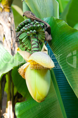 banana flower blossom
