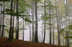 Buchenwald im Nebel - beech forest in fog 11