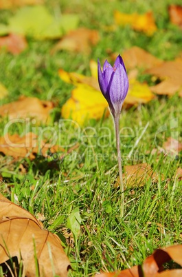Herbstkrokus lila - autumn crocus purple 02