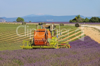 Lavendelfeld Ernte - lavender field harvest 08