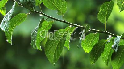 rain drops on green leaves