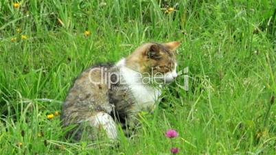 cat in the green grass
