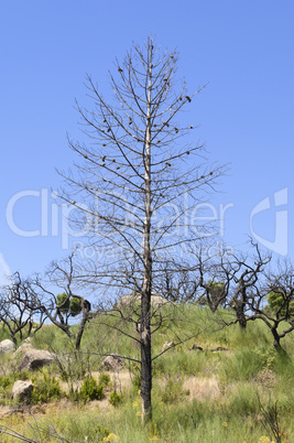 Burnt trees