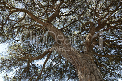Pine tree canopy