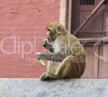 monkey in nepal