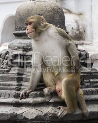 monkey in nepal