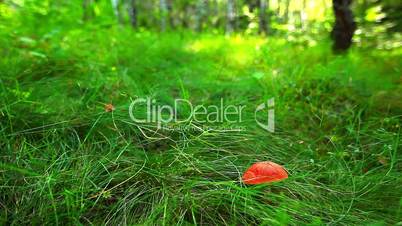 mushroom in green grass