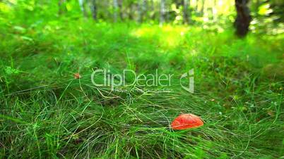 mushroom in green grass