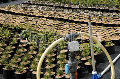 a plant nursery in Brittany