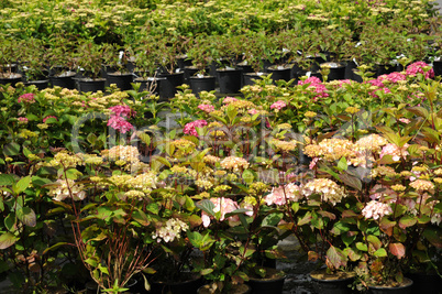 a plant nursery in Brittany