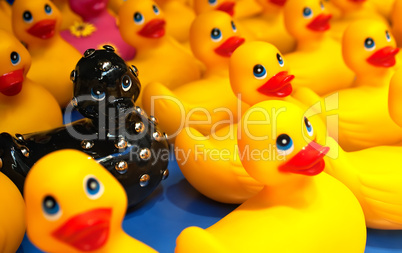 Different black rubber duck amongst yellow ducks