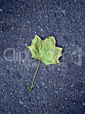 Maple leaf on tarmac road