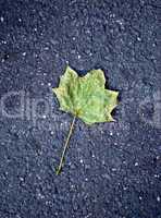 Maple leaf on tarmac road