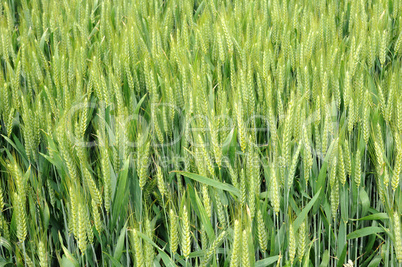 wheat field in France