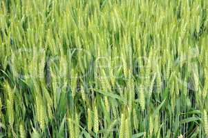 wheat field in France