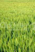 wheat field in France