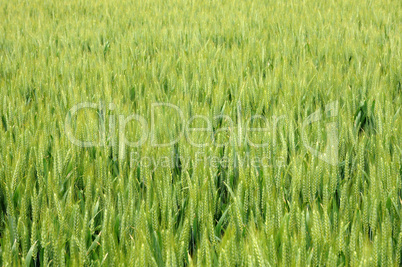 wheat field in France