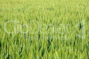 wheat field in France