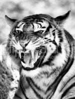 Angry Face Tiger B&W