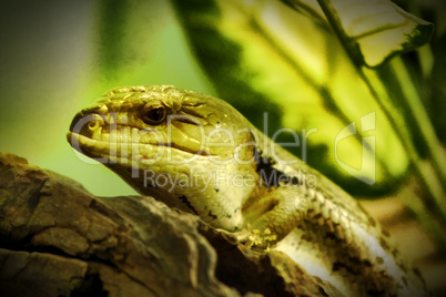 Eastern Blue Tongued Lizard Close-up