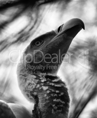 Portrait of African White Backed Vulture