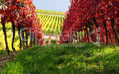 Herbst im Weinberg - Vineyard