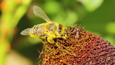 flower and small bee